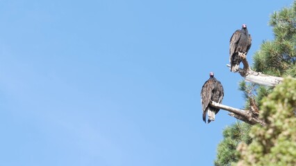 Turkey vulture, pine tree branch, scavenger carnivorous buzzard waiting or hunting. Bald red head of birds of prey. Predator, who feeding carrion like griffon. Point Lobos wildlife, California USA.