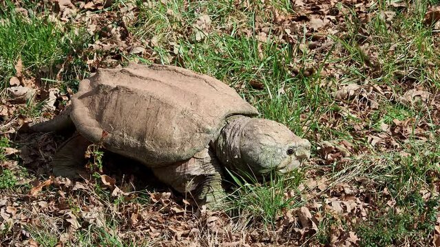 Close up shot of Alligator snapping turtle crawling