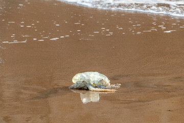 Jellyfish flushed j with strong waves on the sandy beach, dead sea jelly in medusa-phase of certain...