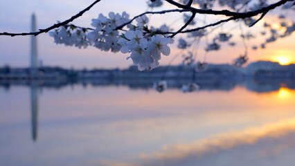 Sunrise at the tidal basin during peak cherry blossom bloom