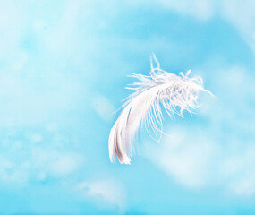 feather detail over light blue sky