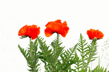Obraz premium Red poppy isolated on white backgeound