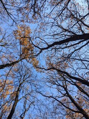 Obraz premium Forest autumn