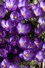 Cluster of purple crocus in early spring