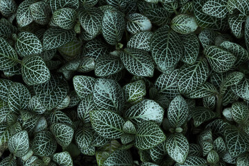 Fototapeta premium close-up nature view of white green black leaves in garden, dark wallpaper concept, nature background, tropical leaves