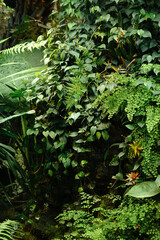 Plants near a pond in the rainforest - botanical garden