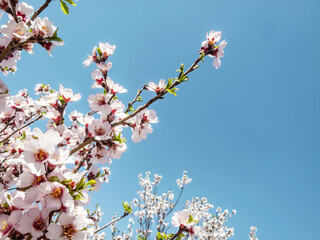 Tree branches with beautiful tiny flowers against blue sky.