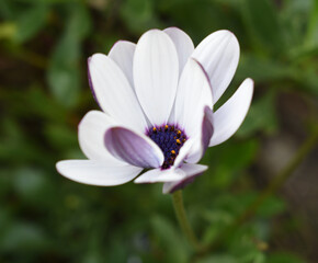 Obraz premium close up photo of white and purple flower