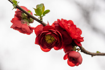 Red camelia flowers close up