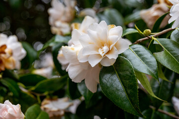 Obraz premium white rhododendron flower