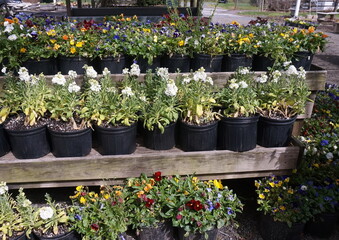 Shelves of White Phlox and Colored Violas