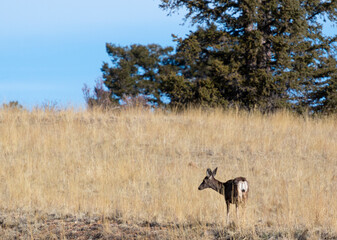 Mule Deer Herd in the Morning