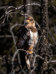 Juvenile Bald Eagle