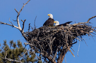 Bald Eagle Nest