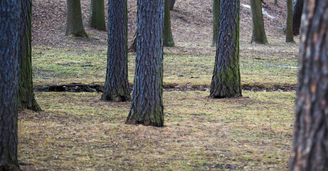 Early spring in a pine forest, forest stream, panoramic view. Beautiful  scenery
