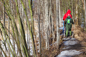 Hiking, concept of an active lifestyle, spring forest. Nordic walking poles