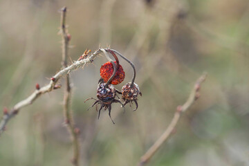 Old Rose hip berry fruit at an bush