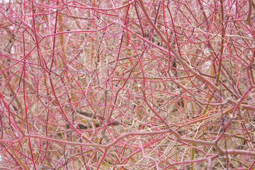 Red Cornus stems in winter. Cornus alba or red barked dogwood