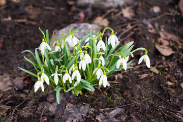 White spring flowers snowdrops, Galanthus nivalis. Snowdrop in nature