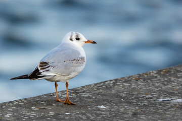 A black headed gull at a beach in the north of Denmark at a windy day in spring