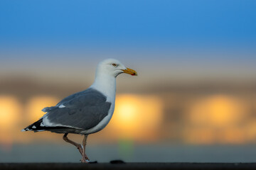 Sea gull standing on a dock in the harbor of Aalborg in the north of Denmark at a windy day in spring. Beautiful bokeh from the sunset reflecting in the buildings.