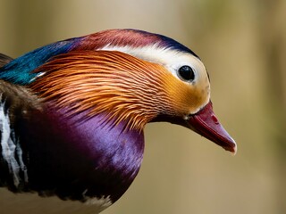 close up of a duck