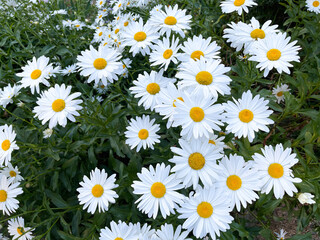 group of giant daisies, floral texture with daisies, spring floral background, horizontal