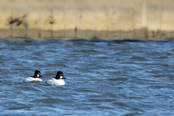 A group of common goldeneye ducks in a harbor in the north of Denmark at a sunny day in spring.