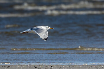 Sea gull flying along a beach in the north of Denmark at a windy day in spring.