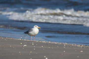 Sea gull standing in the water at a beach in the north of Denmark at a windy day in spring and drinking.
