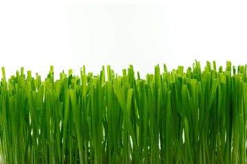 Fototapeta na wymiar green grass background, close up blades of grass on white background isolate