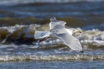 Sea gull flying along a beach in the north of Denmark at a windy day in spring.