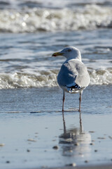 Sea gull standing in the water at a beach in the north of Denmark at a windy day in spring and drinking.