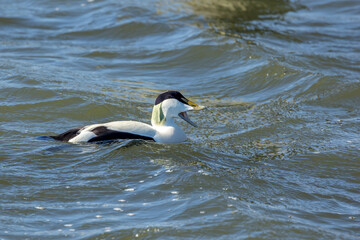 A male eider duck swimming in the sea in the north of Denmark at a windy day in spring.