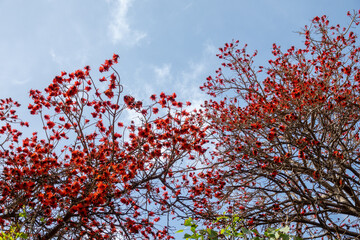 Exotic red flowers of a coral tree (Erythrina lysistemon) in a park in Malaga (Spain)