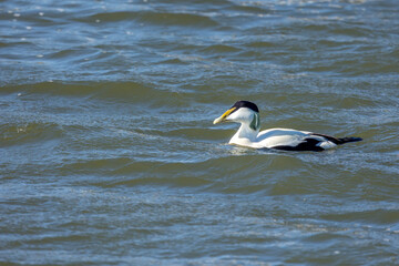 A male eider duck swimming in the sea in the north of Denmark at a windy day in spring.