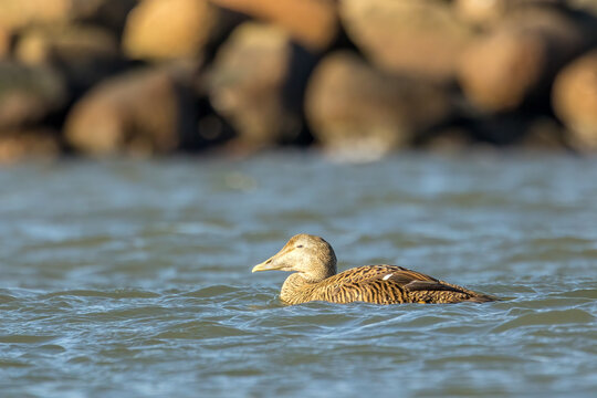 A female eider duck swimming in the sea in the north of Denmark at a windy day in spring.