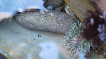 Sea anemone tentacles, tide pool water, anemones mouth macro. Tidepool wildlife, aquatic marine...