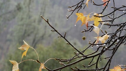 Pouring rain drops, yellow autumn maple tree leaves. Water droplets of downpour, wet orange fall leaf in forest or wood. September, october or november weather. Leafage in moist park. Seasonal foliage