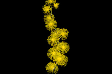 cluster of beautiful striking yellow flowers of acacia dealbata with dark background
