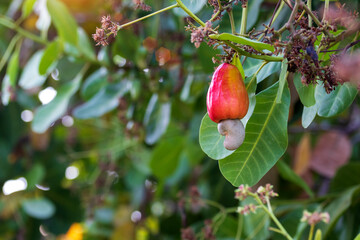 Obraz premium Red cashew and Cashew Nut is on the tree,Leaves of green cashew.