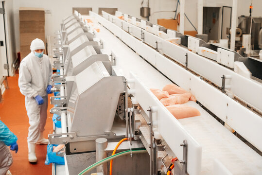 Conveyor Belt Food.The meat factory. Chicken fillet production line . Factory for the production of food from meat.Modern poultry processing plant.