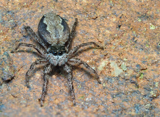 A Closeup Focus Stacked Image of A Small Tan Jumping Spider on the Brick Wall of a House
