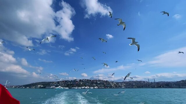 Bosphorus In The Company Of Seagulls - Slow Motion