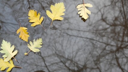 Yellow autumn fallen oak leaves, puddle on grey asphalt. Fall bare leafless tree branches reflection in water. Wet leaf and rain drops close up, waves ripple from raindrop. Gloomy melancholic weather.