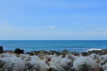 수평선까지 가득찬 뿔소라들