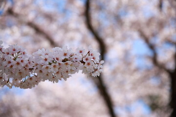 봄을 맞이하는 여러가지 꽃과 나무들