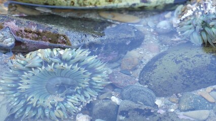 Sea anemone tentacles, tide pool water, anemones mouth macro. Tidepool wildlife, aquatic marine organism. Exotic actiniaria polyp animal underwater. Littoral intertidal zone fauna, California low tide