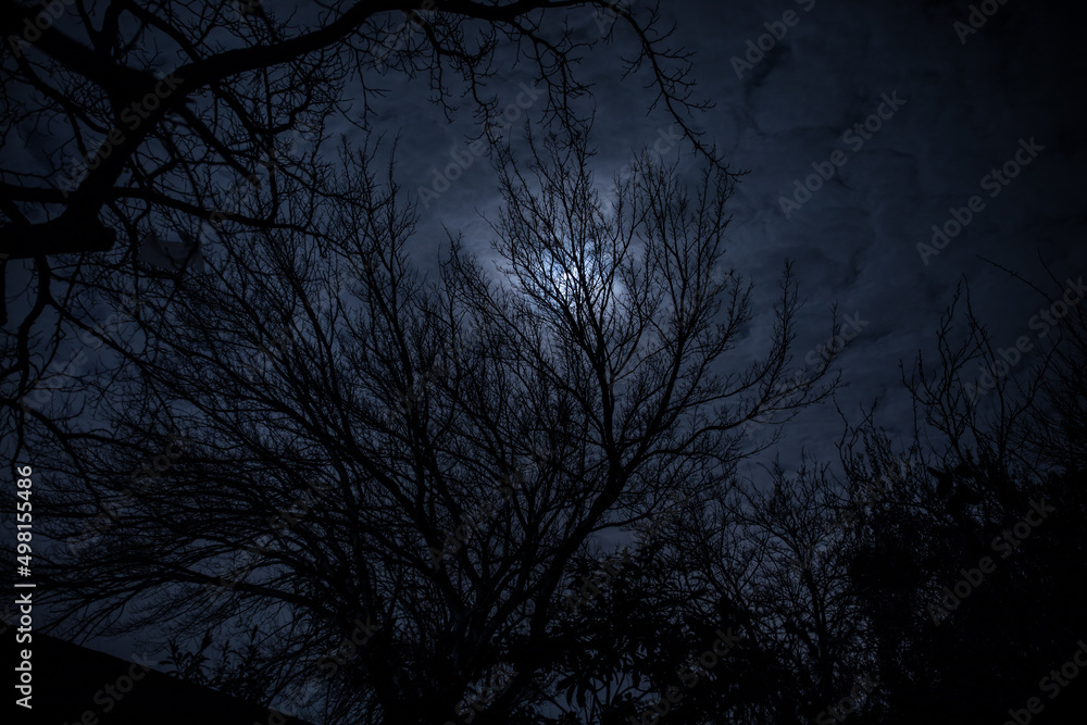 Wall mural the full moon in cloudy sky seen through branches of trees at night
