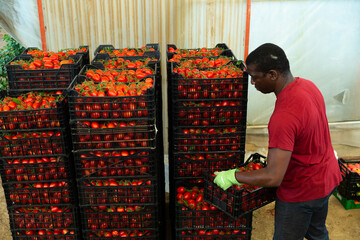 Skilled african american horticulturist arranging freshly harvested red tomatoes in crates in...